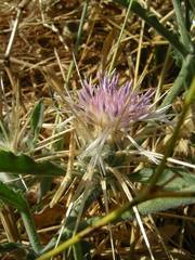 Centaurea senegalensis