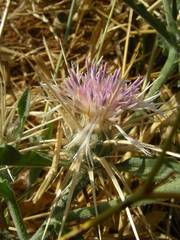 Centaurea senegalensis