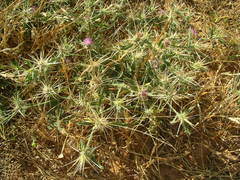 Centaurea senegalensis