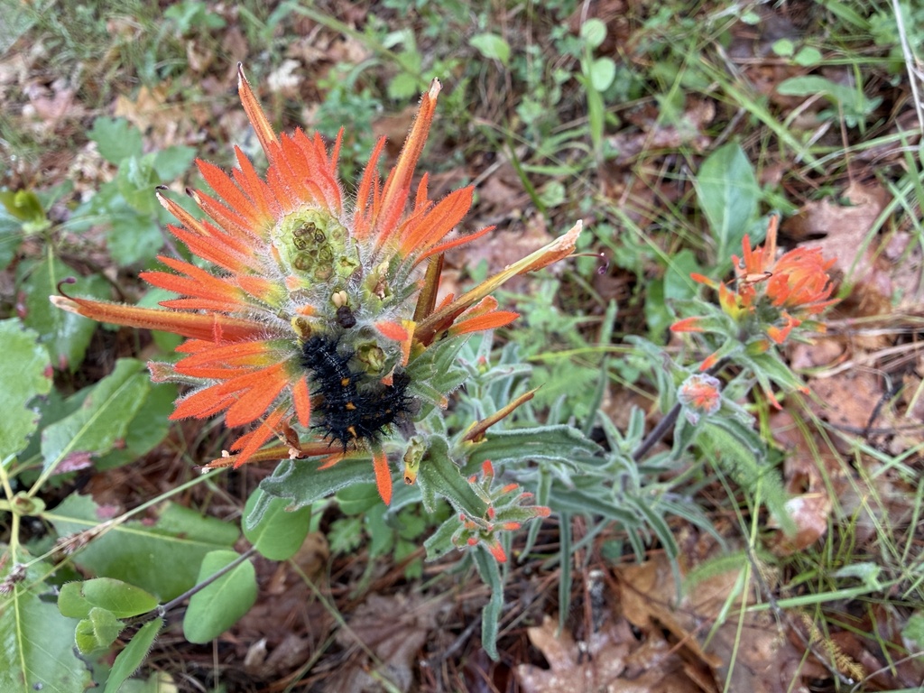 Castilleja pruinosa; photograph (c) Dee Shea Himes, some rights reserved (CC BY)