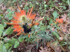 Castilleja pruinosa