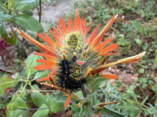 Castilleja pruinosa, photograph 1