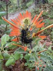 (c) Dee Shea Himes, some rights reserved (CC BY) Castilleja pruinosa, photograph (c) Dee Shea Himes, some rights reserved (CC BY)