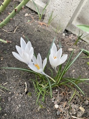 Crocus