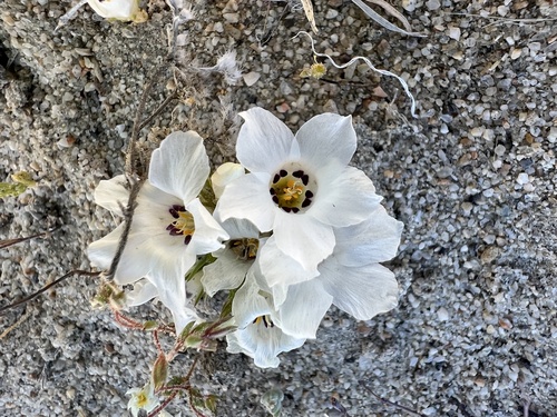 sandblossom (Linanthus parryae)