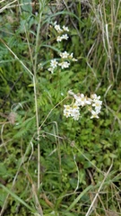 Micranthes californica