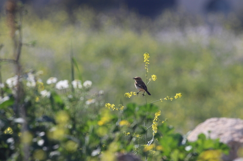 Siberian Stonechat