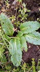 Micranthes californica