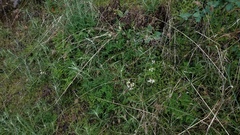 Micranthes californica