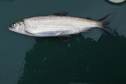 Common whitefish (Coregonus lavaretus) — Salmonidae