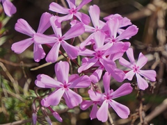 Phlox nivalis