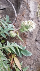 Phacelia egena
