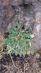 Phacelia egena