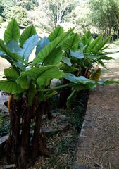 Typhonodorum lindleyanum