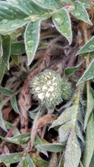 Phacelia egena