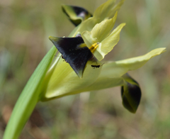 Iris tuberosa
