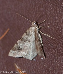 Macaria signaria
