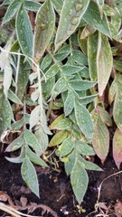 Phacelia egena