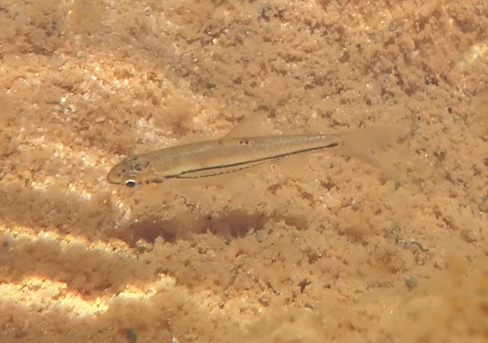 Hyphen barb (Enteromius bifrenatus) — Cyprinidae