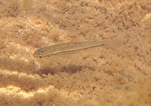 Tweebanden-barbeel (Enteromius bifrenatus) — Cyprinidae