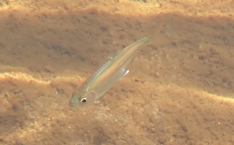 Sharptooth tetra (Micralestes acutidens) — Alestidae