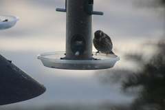 Haemorhous purpureus purpureus