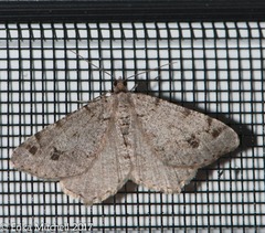 Macaria pinistrobata