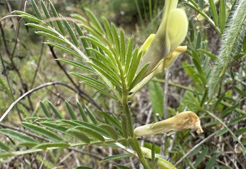 Yellow Vetch (Vicia lutea)
