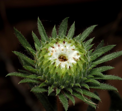 Hairy Gumweed (Grindelia hirsutula)