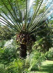 Cycas zeylanica