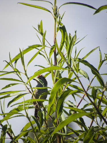 Rufous-capped Antshrike (Thamnophilus ruficapillus), photo 4