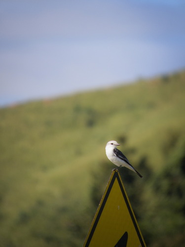 White-rumped Monjita (Xolmis velatus), photo 4