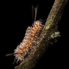 Gymnelia