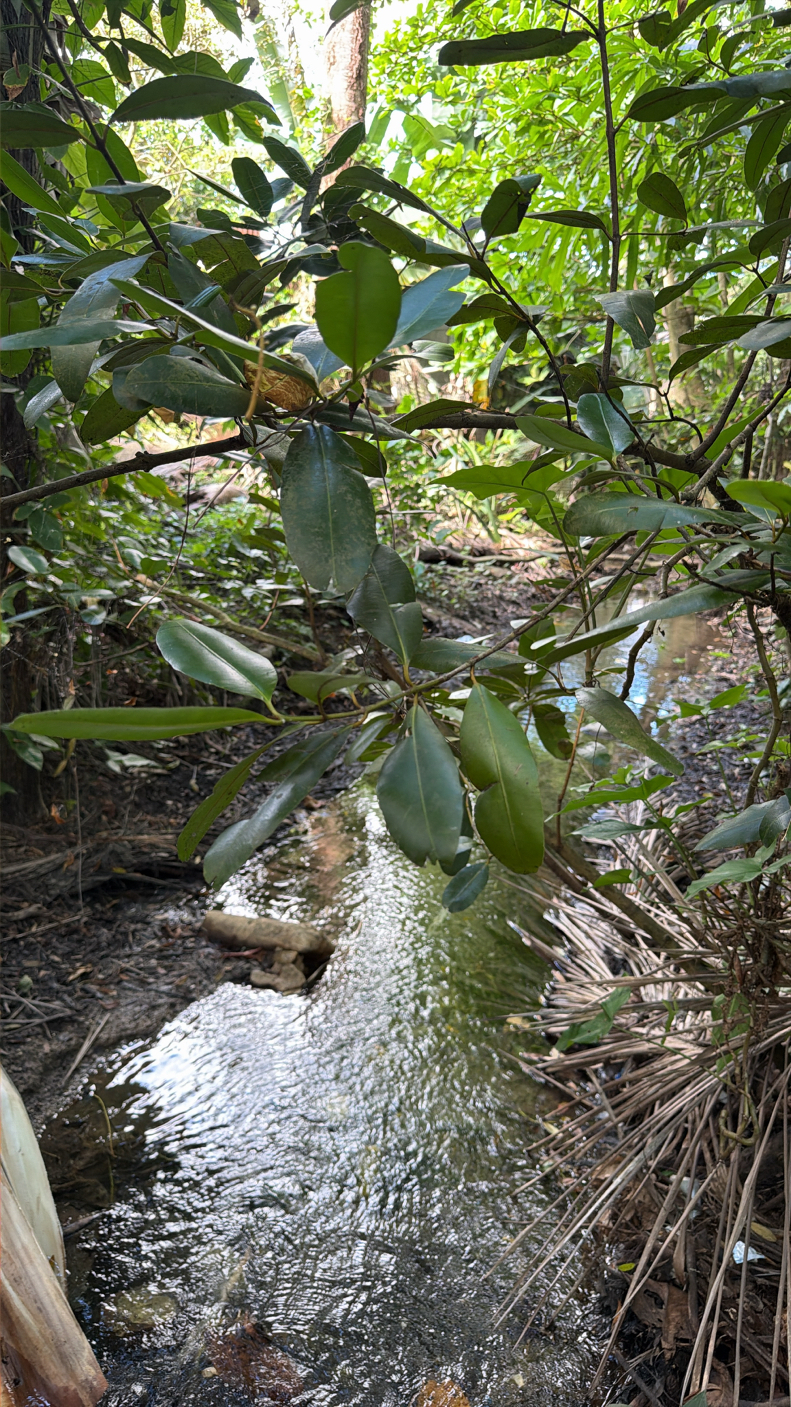 Imagem de Guanandi