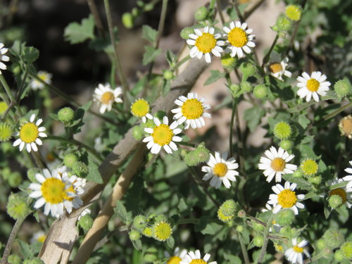 Shortray Rockdaisy