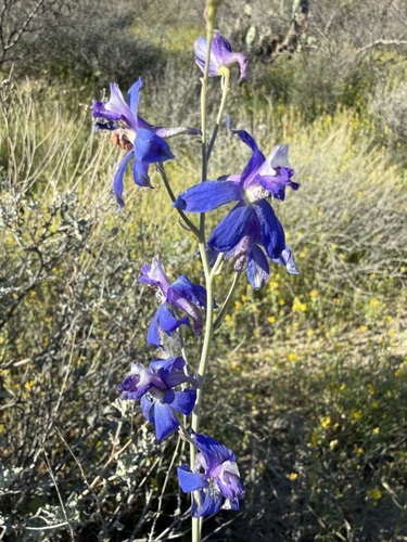 Delphinium scaposum, photograph 5