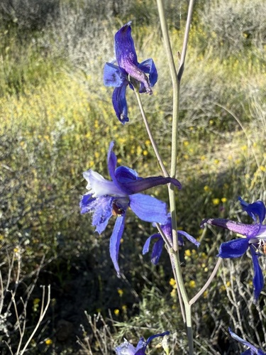 Delphinium scaposum, photograph 6