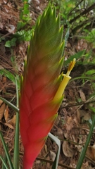 Tillandsia lampropoda