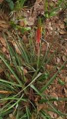 Tillandsia lampropoda