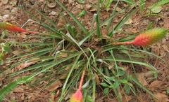 Tillandsia lampropoda