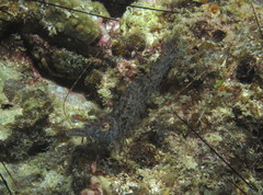 Heteropenaeus longimanus