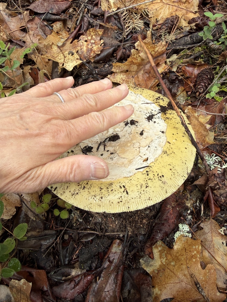 Amanita vernicoccora