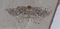 Hypagyrtis piniata