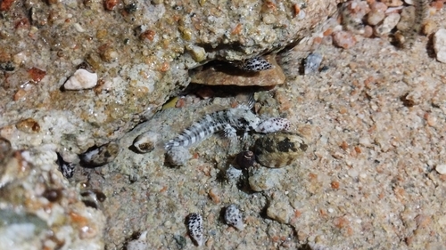 Istiblennius rivulatus
