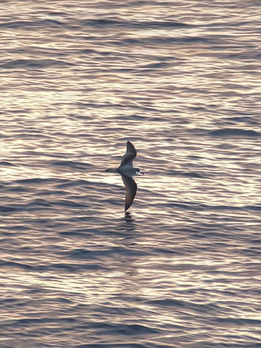 Masatierra Petrel (Pterodroma defilippiana)