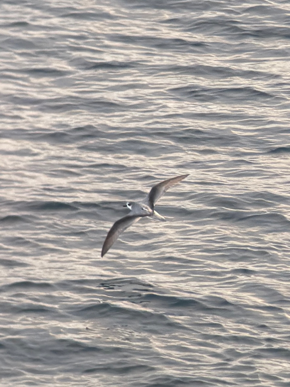 Masatierra Petrel (Pterodroma defilippiana), photo 10