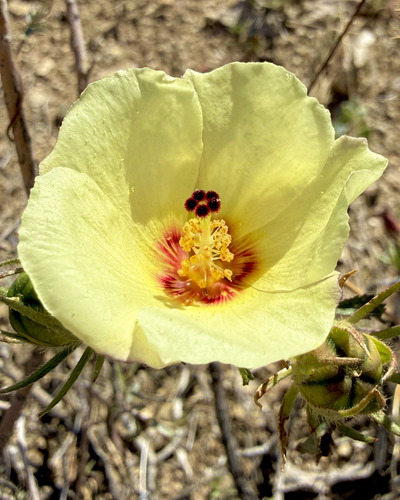 desert rosemallow (Hibiscus coulteri)