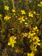 Hypericum microsepalum