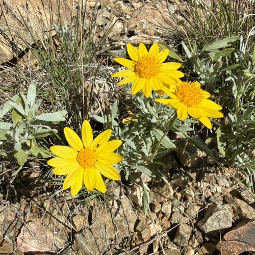 hairyseed bahia (Picradeniopsis absinthifolia)
