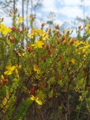 Hypericum microsepalum